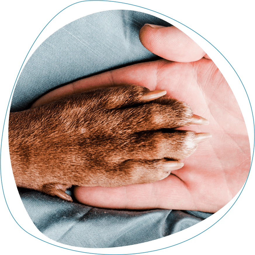 Cremacion de mascotas: Un último adiós lleno de respeto y acompañamiento - Funeral Pets.