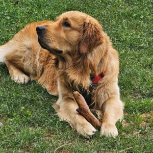 Perro dorado recostado al aire libre, simbolizando el vínculo humano-animal y el bienestar emocional