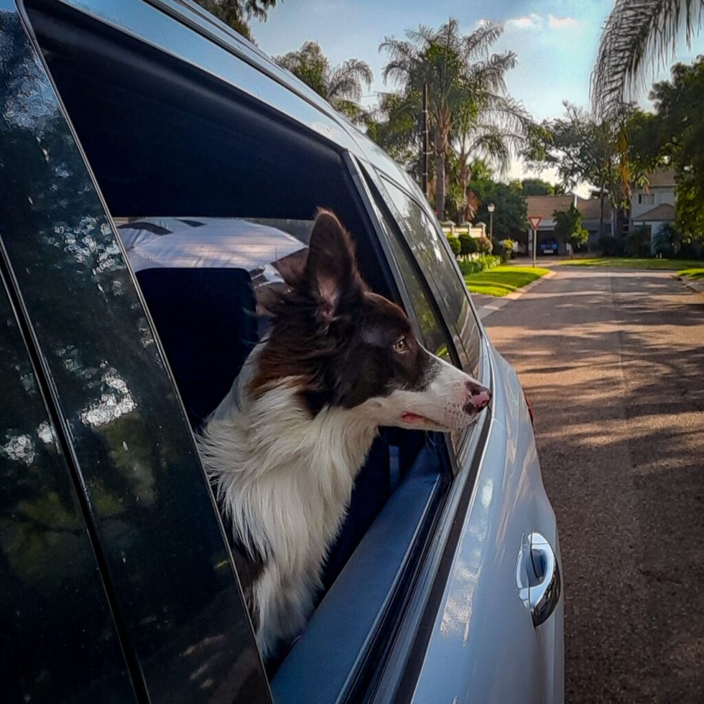 Perro border collie mirando por la ventanilla del auto al viajar con mascotas