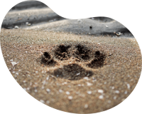 Cremacion de mascotas: Servicio de incineración colectiva "Huellitas" sin devolución de cenizas - Funeral Pets.